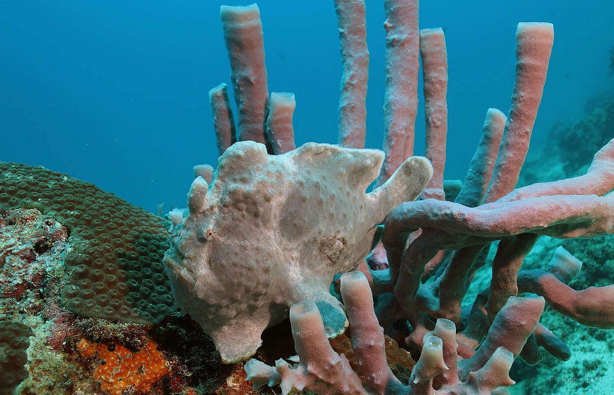 Sipadan_2015_Poisson grenouille_Antennaire geant_Antennarius commerson_MG_3161_rc.jpg